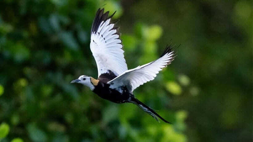 Sinharaja Rain forest Birdwatching Tour (Pickup Includes) - Exploring the Sinharaja Rainforest Birdwatching Tour