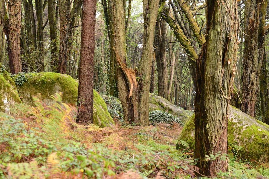 Sintra forest with mossy granite boulders and tall trees