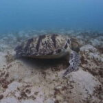 Siquijor: Freediving Adventure with Lunch and Beach Time - Who Should Consider This Tour?