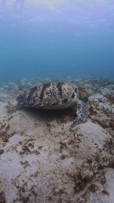 Siquijor: Freediving Adventure with Lunch and Beach Time - Who Should Consider This Tour?