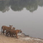 Skip-the-Line Entry for Ranthambore Gypsy Safari - Authentic Perspectives from Past Travelers