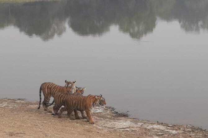 Skip-the-Line Entry for Ranthambore Gypsy Safari - Authentic Perspectives from Past Travelers