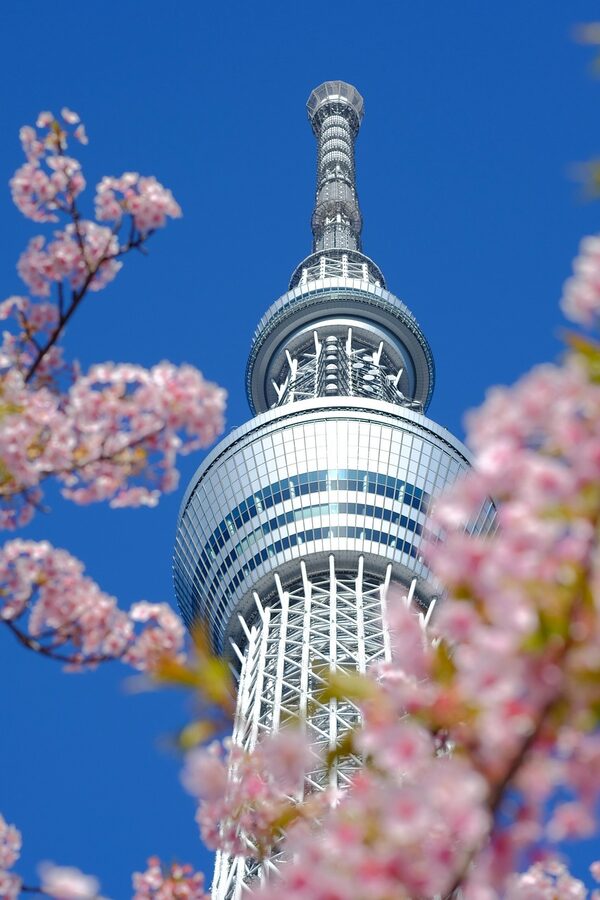 Tokyo Skytree with cherry blossoms sakura