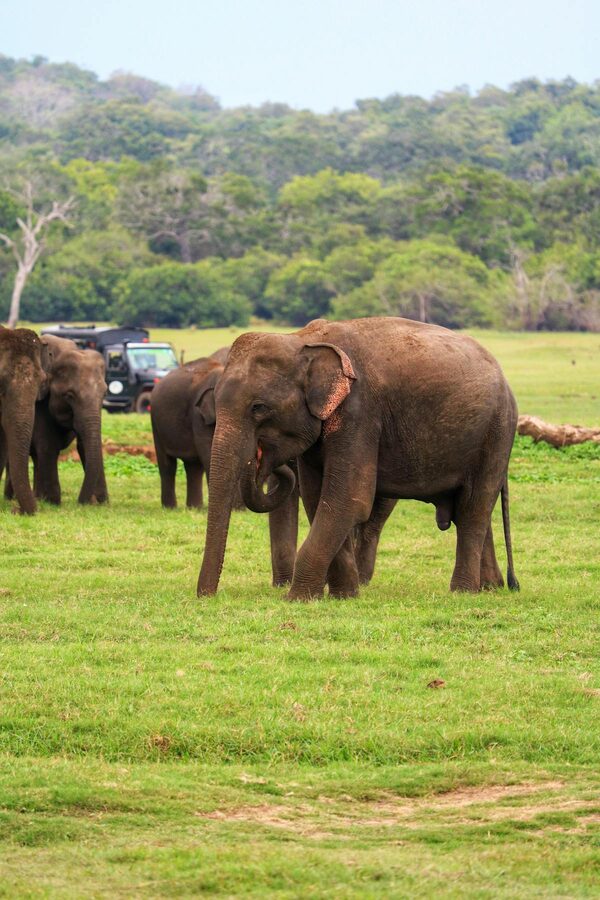 How to Book an Udawalawe Safari (Sri Lanka Elephant Safari Guide)