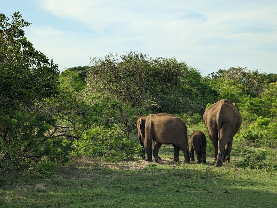 Elephants crossing a shallow stream in afternoon light in a Sri Lankan national park