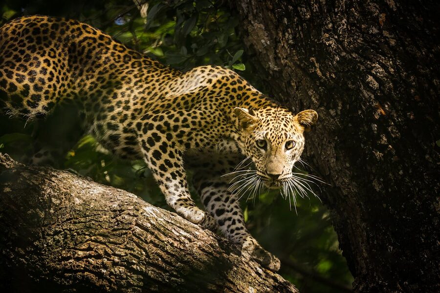 A leopard resting on a tree branch in Yala National Park with green foliage around