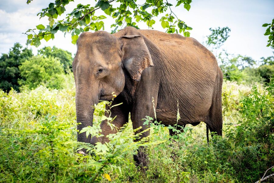 A herd of wild elephants including calves grazing by a waterhole in Udawalawe