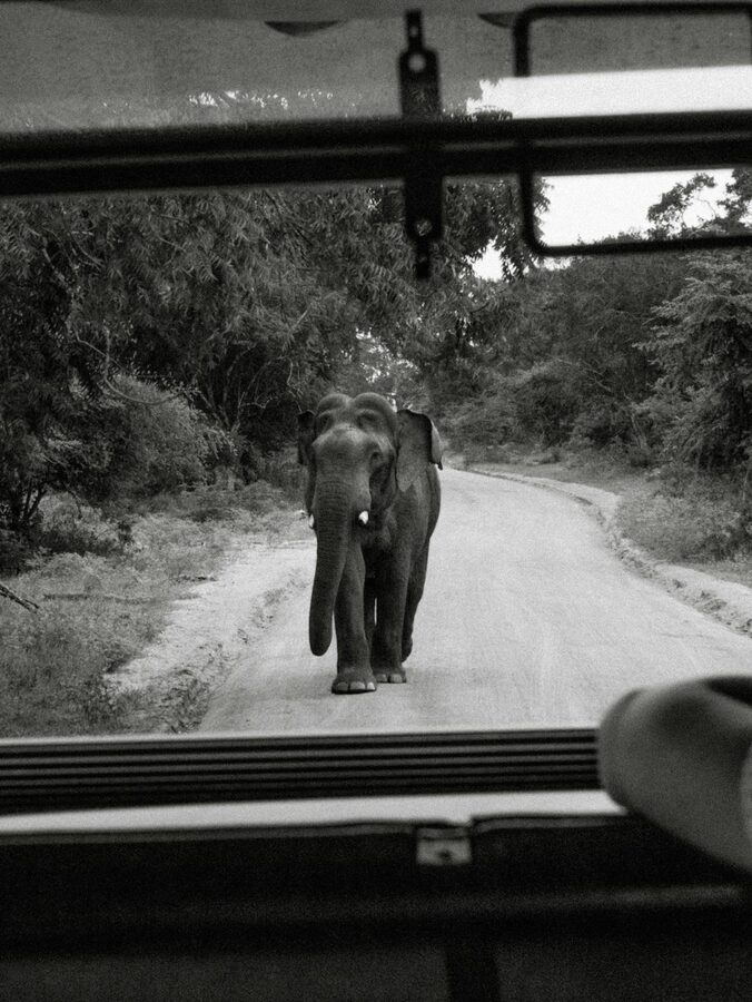 A young elephant crossing a dirt road in front of a parked safari vehicle