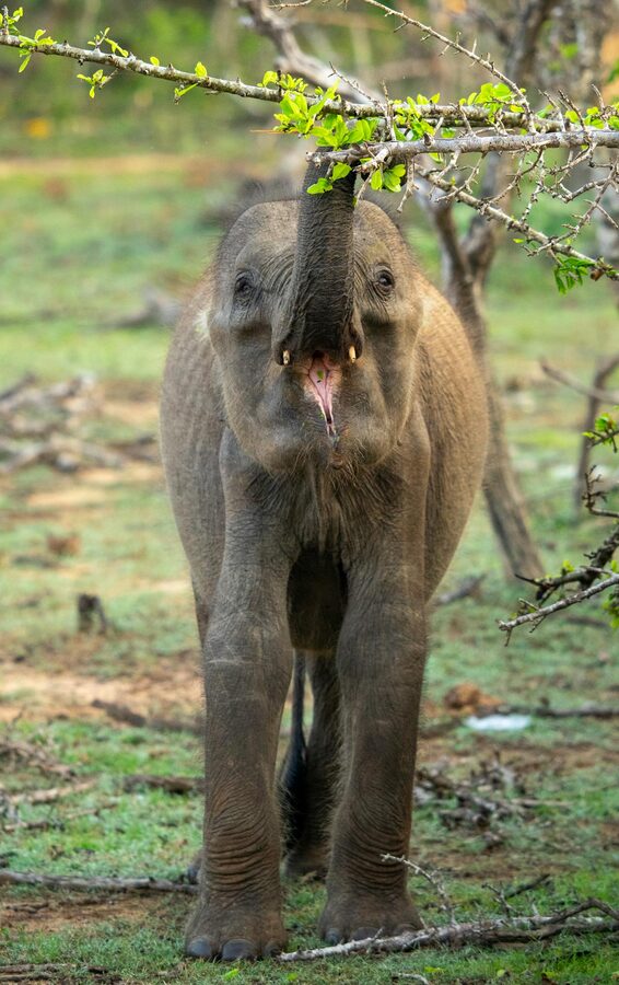 A wild elephant standing by a waterhole with reflection in Yala National Park
