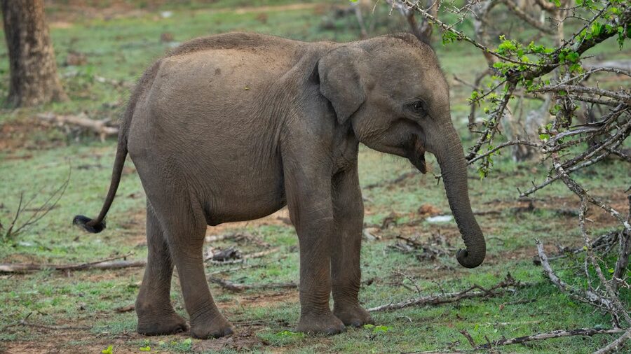 A group of wild elephants gathered at the edge of a large reservoir in Sri Lanka