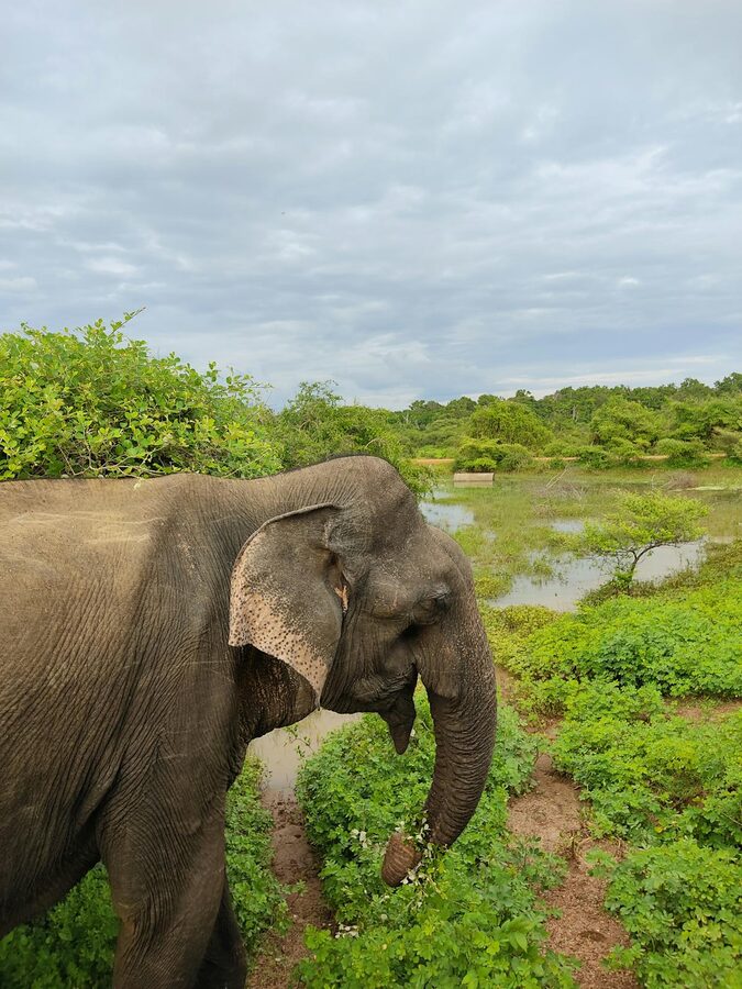 A wild Sri Lankan elephant grazing in open scrubland with trees in the background
