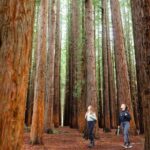 Small Group Yarra Valley: Redwoods Forest & Premium Wine Tour - The Sum Up