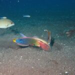 Snorkeling in Amed and Tulamben - What to Expect During the Day