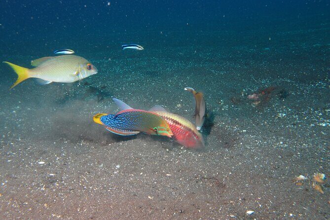 Snorkeling in Amed and Tulamben - What to Expect During the Day