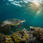 Snorkelling with Turtles at Cook Island Marine Rserve - The Snorkelling Experience: What to Expect