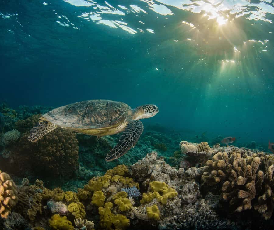 Snorkelling with Turtles at Cook Island Marine Rserve - The Snorkelling Experience: What to Expect