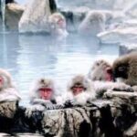 Snow Monkey Park and Zenko ji Temple Private Day Tour - Practical Details and Tips