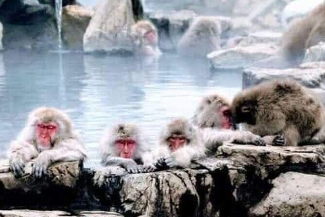 Snow Monkey Park and Zenko ji Temple Private Day Tour - Practical Details and Tips