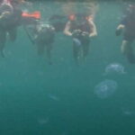 Sohoton Cove: Swim with Jellyfish & Explore Hidden Lagoons - A Detailed Breakdown of the Itinerary