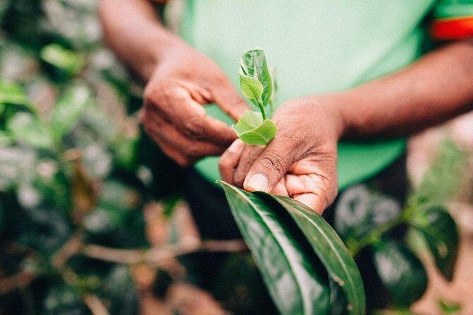 Southern Coast Highlights from Mirissa - Exploring the Itinerary in Detail