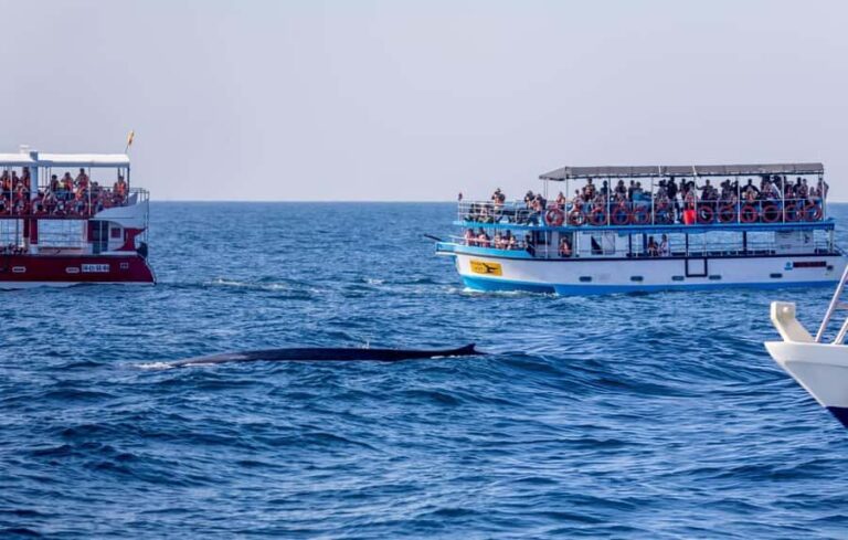 Southern Seas Discovery: Galle to Whale Watching Mirissa - Detailed Breakdown of the Itinerary