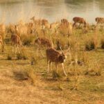 Spot Tigers and other wild of Ranthambore on a Day-Same Tour - What to Expect: An In-Depth Look at the Day