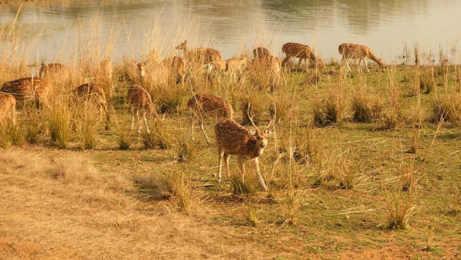 Spot Tigers and other wild of Ranthambore on a Day-Same Tour - What to Expect: An In-Depth Look at the Day