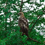 Sri Lanka 2-day Tour: 3 Amazing National Parks+River Safari - Practical Details: What’s Included and What to Expect