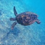 Sri Lanka: 3-Days private South Coast Tour with hotel - A Practical Breakdown of the Tour