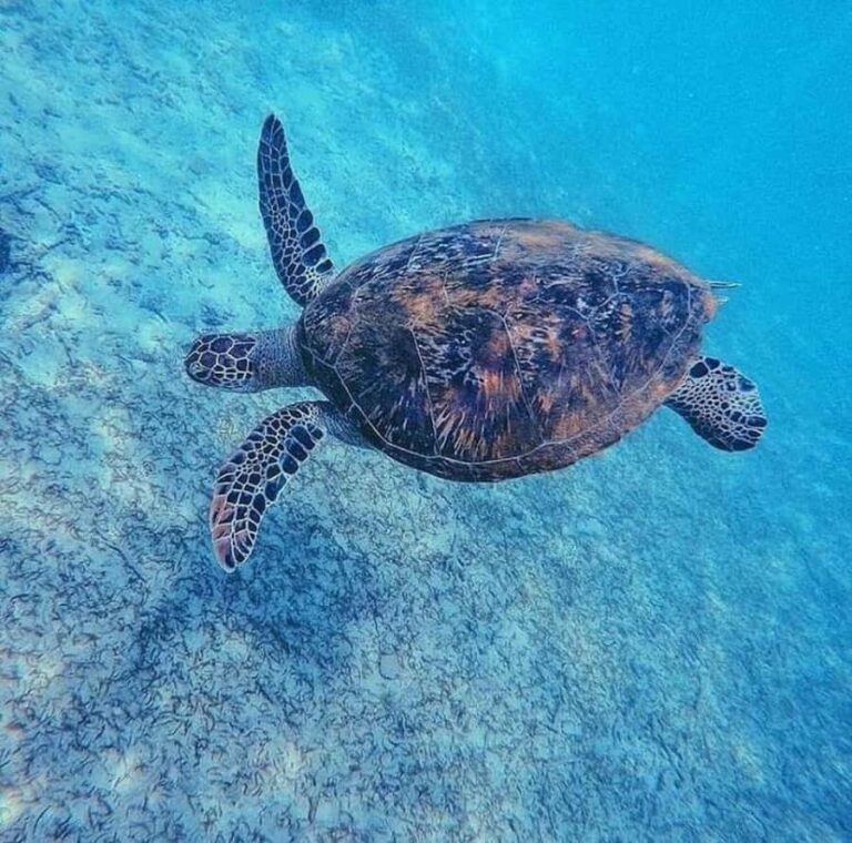 Sri Lanka: 3-Days private South Coast Tour with hotel - A Practical Breakdown of the Tour