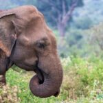 Sri Lanka 5 Day tour Best Nature and Culture include top hotels - Why This Tour Works for You