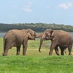 Sri Lanka Adventure Tour Jeep Safaris and Village Experience - Practical Details and What They Mean for You