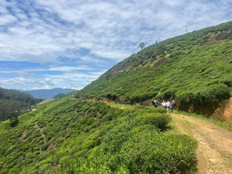 Sri Lanka: Ceylon Royal Tea Trails Trekking Tour - An In-Depth Look at the Tour Experience