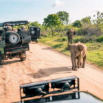 Sri Lanka Cultural Triangle Private 2-Day Tour+Wildlife Tour - Exploring the Itinerary: What Makes Each Stop Special