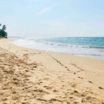 Sri Lanka: History ,Wildlife, Beaches, 7 Days Private Tour - Scenic Trains and Hill Country Flavors