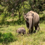 Sri Lanka Private Tour- Beach, Sinharaja, Yala, Udawalawe - What to Expect from the Tour Experience