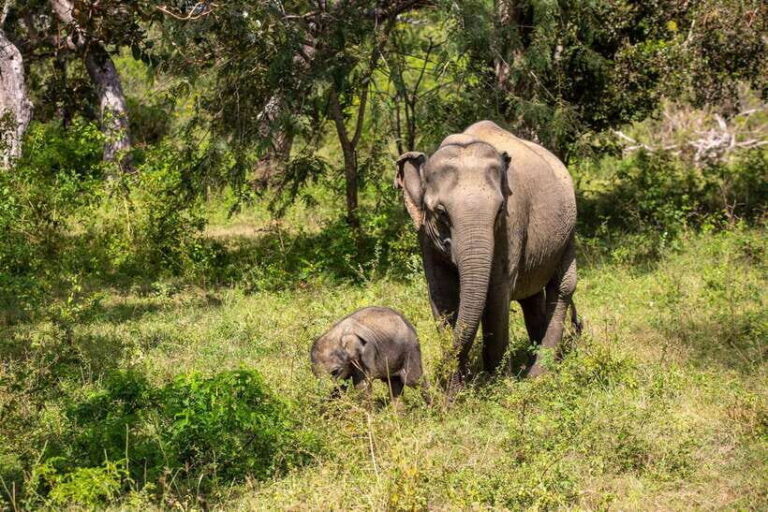 Sri Lanka Private Tour- Beach, Sinharaja, Yala, Udawalawe - What to Expect from the Tour Experience