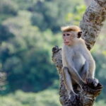 Sri Lanka Private Udawalawe, Sinharaja, Ella With Train Tour - What Makes This Tour Stand Out?