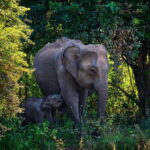 Sri Lanka:2-day wildlife tour+Yala, Rekewa, Mirissa, Bentota - What Makes This Tour Stand Out?