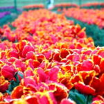 SRINAGAR THE TREASURE OF GARDENS - Exploring Srinagars Mughal Gardens: What You Can Expect