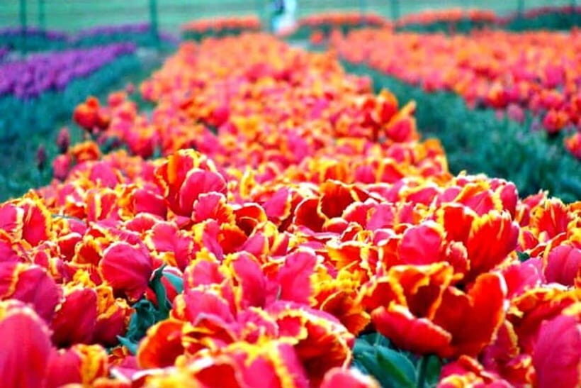 SRINAGAR THE TREASURE OF GARDENS - Exploring Srinagars Mughal Gardens: What You Can Expect