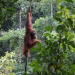 Sumatra: 3-Day Unique Jungle Experience & Exploring Wildlife - A Deep Dive Into the Jungle Trekking Experience