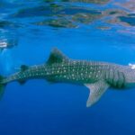 Sumbawa Besar: Whale Shark Snorkeling with Breakfast - The Value of the Experience