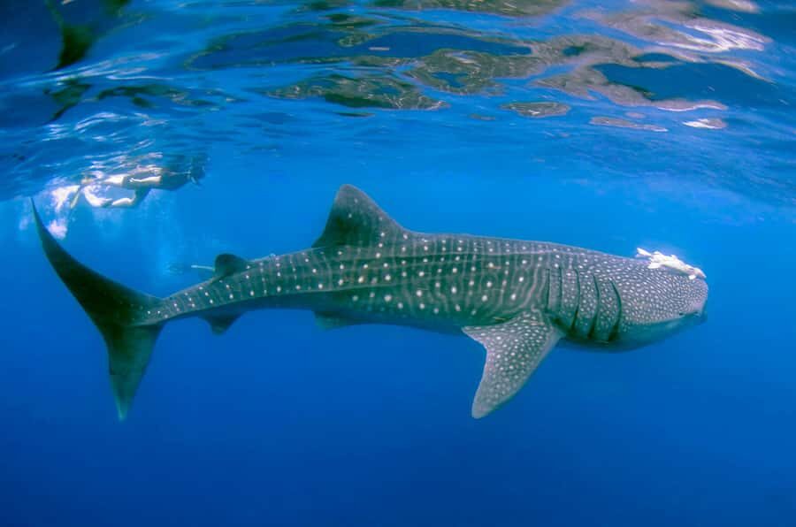 Sumbawa Besar: Whale Shark Snorkeling with Breakfast - The Value of the Experience