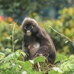 Sunset Walk at Penang Hill - What’s Included and What’s Not