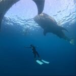 Swim with Whale Sharks 2D1N LombokSumbawa Sharing - The Itinerary Deep Dive