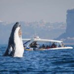 Sydney: 2.5 hour Adventure Whale Watching Cruise - The Itinerary and What to Expect