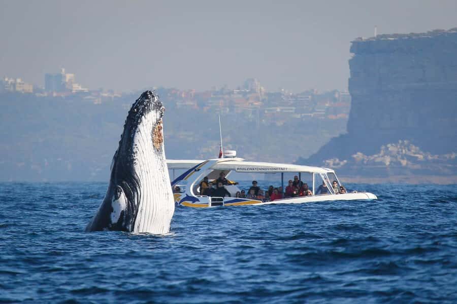 Sydney: 2.5 hour Adventure Whale Watching Cruise - The Itinerary and What to Expect