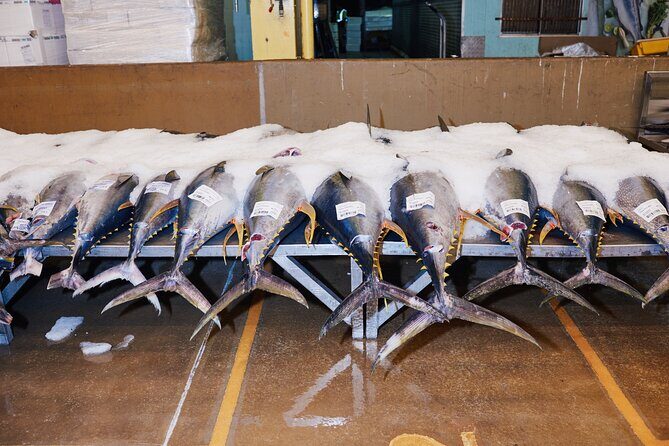Sydney Fish Market Behind the Scenes Tour - The Sum Up: Is This Tour for You?