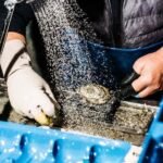 Sydney: Fish Market Food Tour - The Itinerary: What to Expect